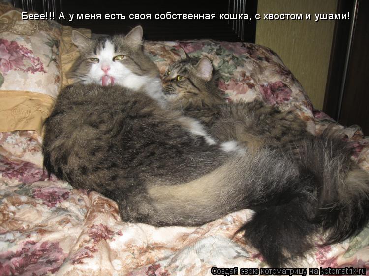Котоматрица: Беее!!! А у меня есть своя собственная кошка, с хвостом и ушами!