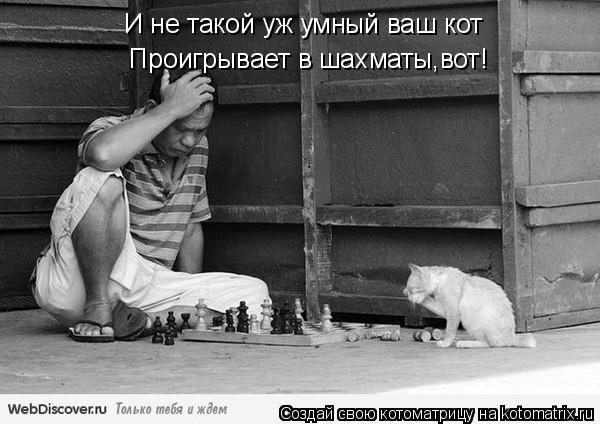 Котоматрица: И не такой уж умный ваш кот    Проигрывает в шахматы,вот!