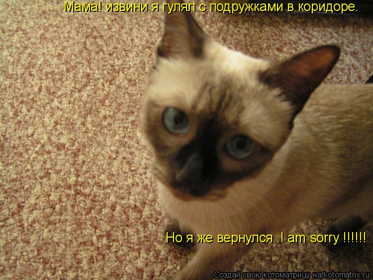Мама! извини я гулял с подружками в коридоре. Но я же вернулся .I am sorry !!!!!!... Котоматрица: Мама! извини я гулял с подружками в коридоре. Но я же вернулся .I am sorry !!!!!!