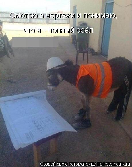 Смотрю в чертежи и понимаю, что я - полный осёл... Котоматрица: Смотрю в чертежи и понимаю, что я - полный осёл