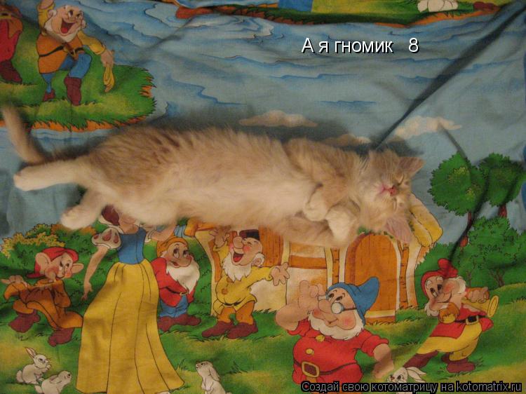А я гномик № 8... Котоматрица: А я гномик № 8