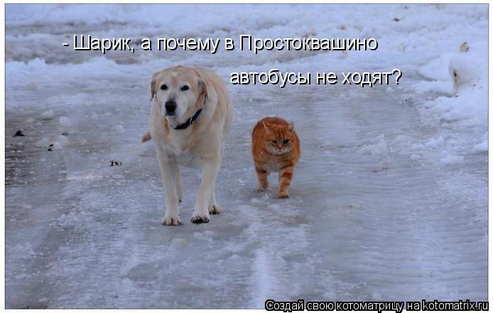 - Шарик, а почему в Простоквашино автобусы не ходят?... Котоматрица: - Шарик, а почему в Простоквашино автобусы не ходят?