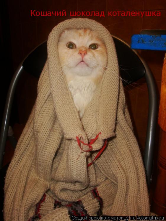 Котоматрица: Кошачий шоколад коталенушка