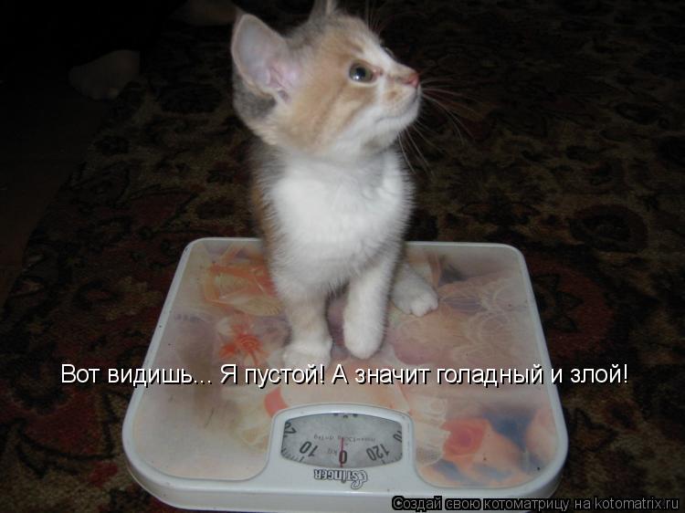 Котоматрица: Вот видишь... Я пустой! А значит голадный и злой!