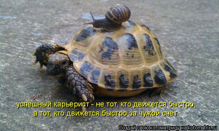 Котоматрица: успешный карьерист - не тот, кто движется быстро,  а тот, кто движется быстро за чужой счёт