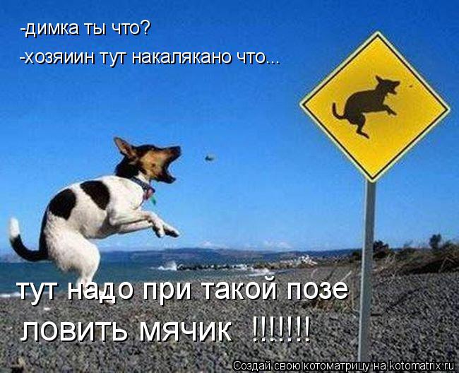 Котоматрица: -димка ты что? -хозяиин тут накалякано что... тут надо при такой позе ловить мячик !!!!!!!