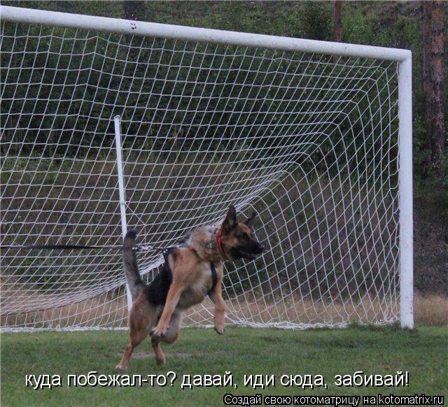 Котоматрица: куда побежал-то? давай, иди сюда, забивай!