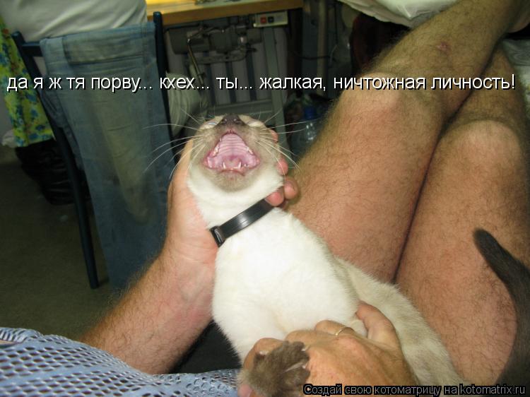 Котоматрица: да я ж тя порву... кхех... ты... жалкая, ничтожная личность!