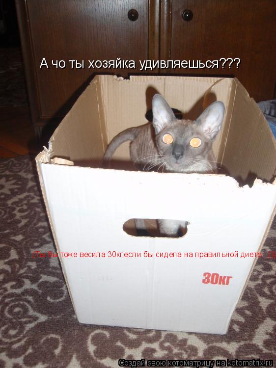 Котоматрица: А чо ты хозяйка удивляешься??? (Ты бы тоже весила 30кг,если бы сидела на правильной диете...)))