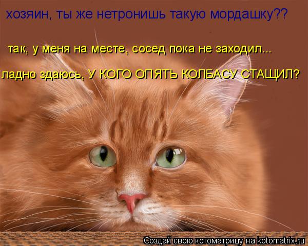 Котоматрица: так, у меня на месте, сосед пока не заходил... ладно здаюсь, У КОГО ОПЯТЬ КОЛБАСУ СТАЩИЛ? хозяин, ты же нетронишь такую мордашку??
