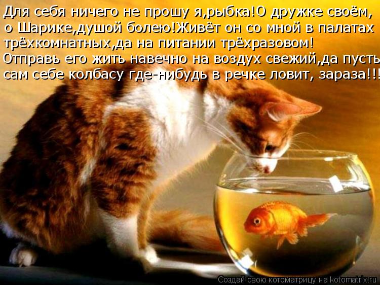 Котоматрица: Для себя ничего не прошу я,рыбка!О дружке своём, о Шарике,душой болею!Живёт он со мной в палатах трёхкомнатных,да на питании трёхразовом! Отп