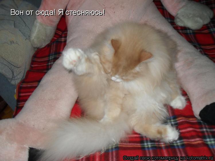 Котоматрица: Вон от сюда! Я стесняюсь!