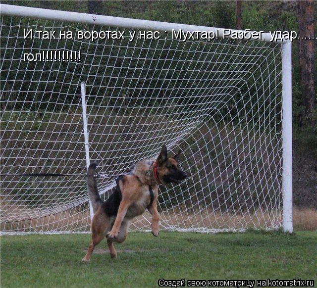 Котоматрица: И так на воротах у нас : Мухтар! Разбег, удар...... гол!!!!!!!!!! гол!!!!!!!!!!
