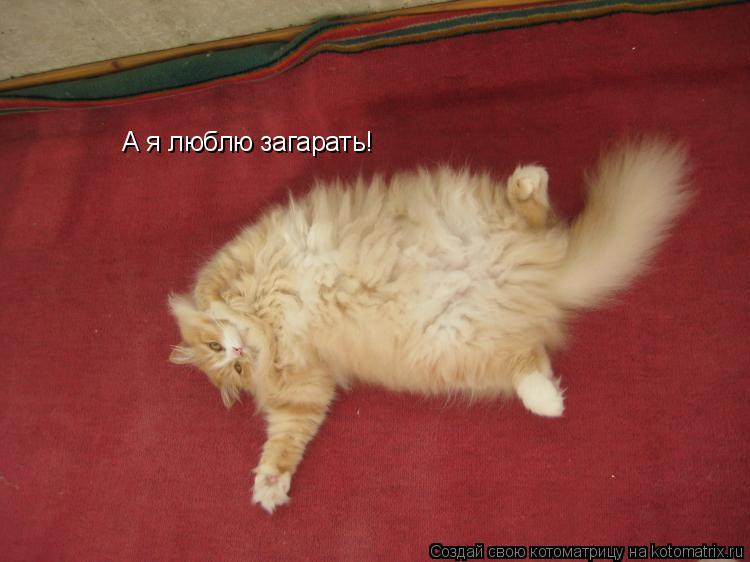 Котоматрица: А я люблю загарать!