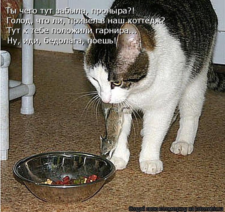 Ты чего тут забыла, проныра?! Голод, что ли, привёл в наш коттедж? Тут к тебе положили гарнира..… Ну,... Котоматрица: Ты чего тут забыла, проныра?! Голод, что ли, привёл в наш коттедж? Тут к тебе положили гарнира..… Ну, иди, бедолага, поешь!