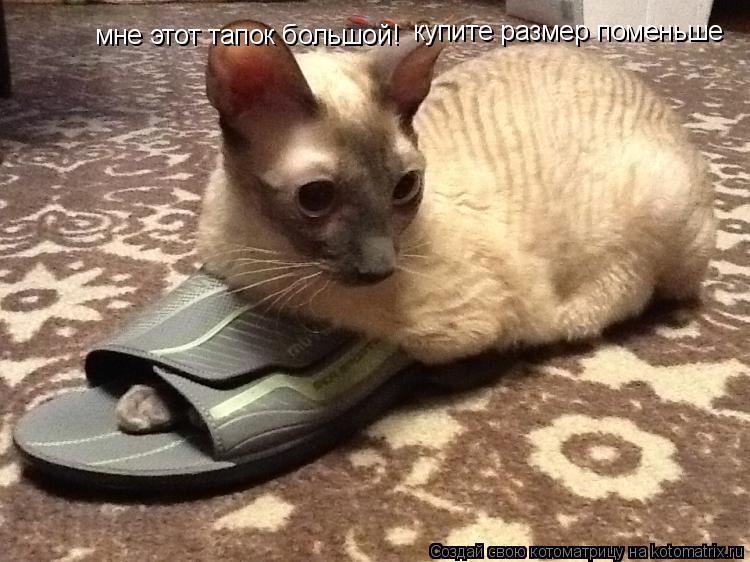 Котоматрица: мне этот тапок большой!  купите размер поменьше