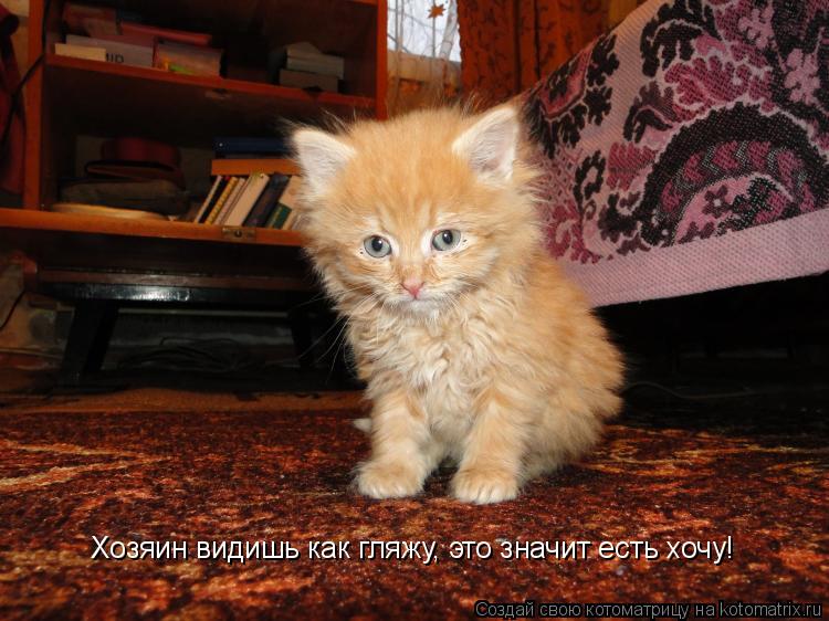 Котоматрица: Хозяин видишь как гляжу, это значит есть хочу!