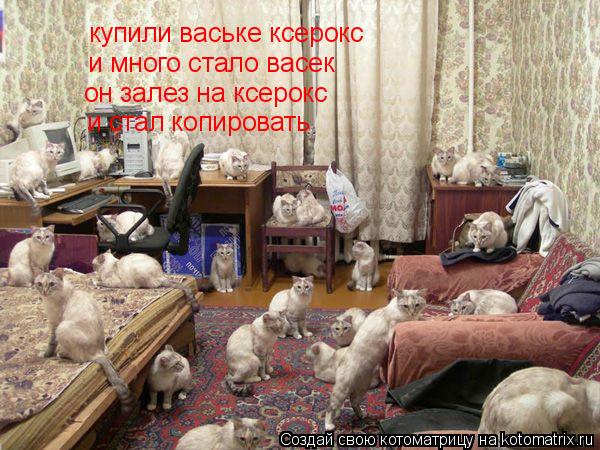 Котоматрица: купили ваське ксерокс  и много стало васек  он залез на ксерокс и стал копировать