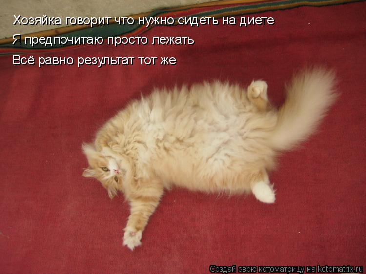 Котоматрица: Хозяйка говорит что нужно сидеть на диете Я предпочитаю просто лежать Всё равно результат тот же