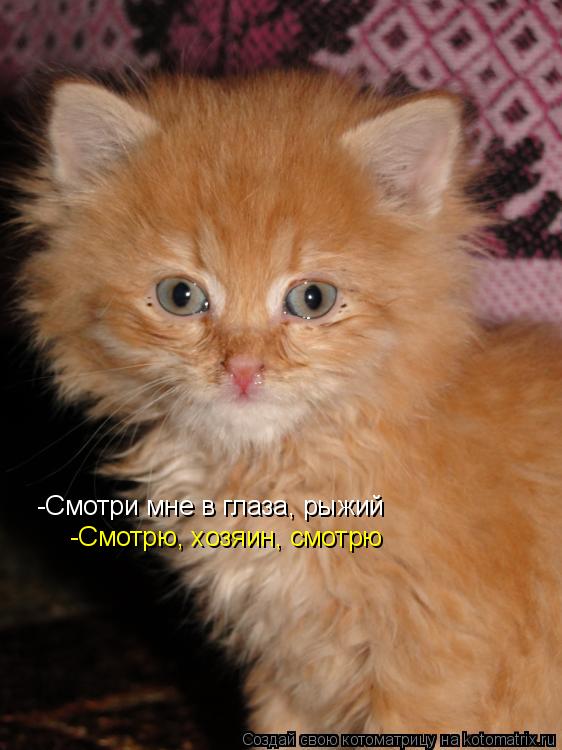 Котоматрица: -Смотри мне в глаза, рыжий -Смотрю, хозяин, смотрю