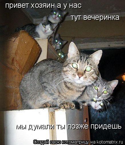 Котоматрица: привет хозяин а у нас тут вечеринка мы думали ты позже придешь