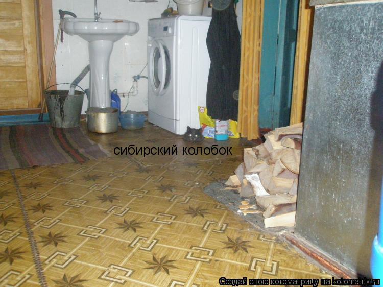 Котоматрица: сибирский колобок