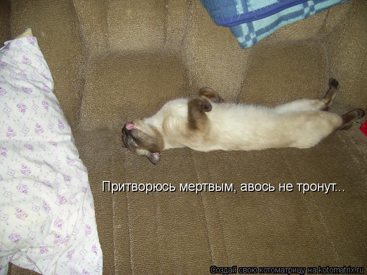 Котоматрица: Притворюсь мертвым, авось не тронут...