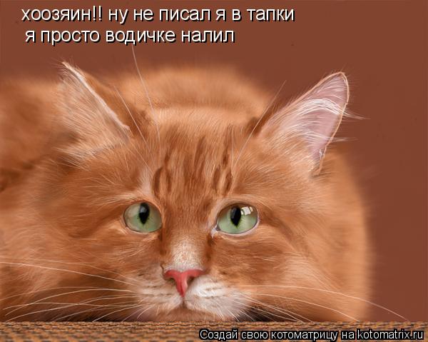 Котоматрица: хоозяин!! ну не писал я в тапки я просто водичке налил