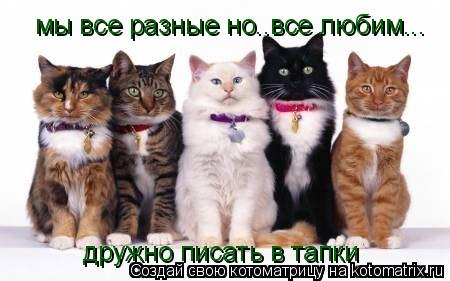 Котоматрица: мы все разные но..все любим... дружно писать в тапки