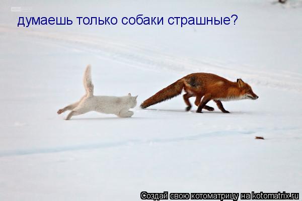 Котоматрица: думаешь только собаки страшные?