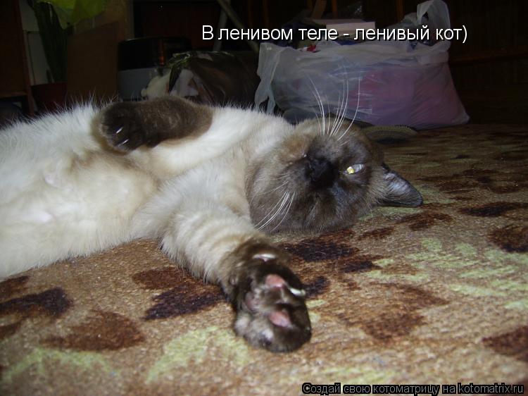 Котоматрица: В ленивом теле - ленивый кот)