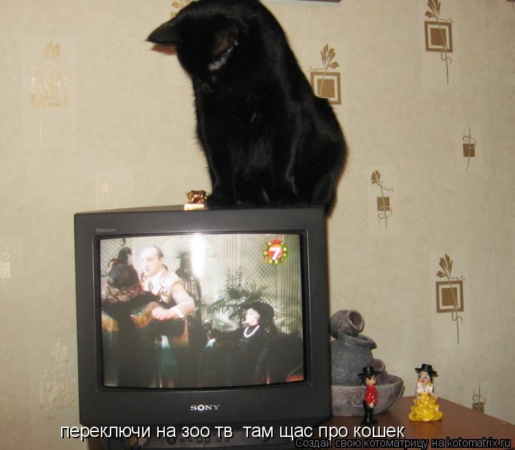 Котоматрица: переключи на зоо тв  там щас про кошек