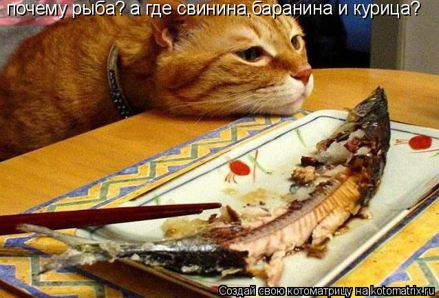 Котоматрица: почему рыба? а где свинина,баранина и курица?