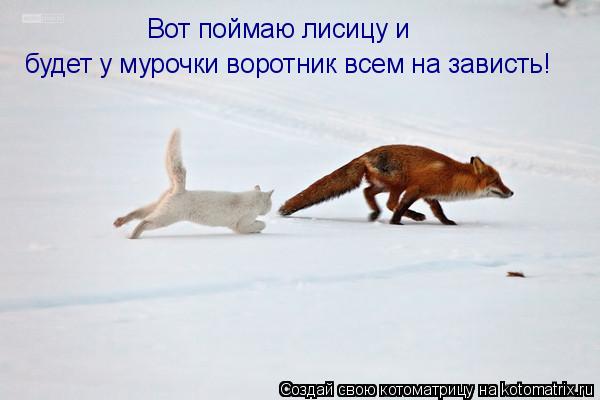 Котоматрица: Вот поймаю лисицу и  будет у мурочки воротник всем на зависть!