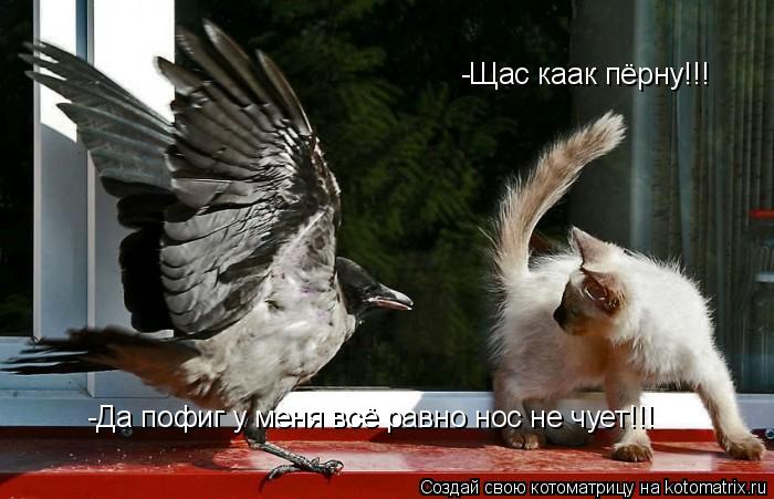 Котоматрица: -Щас каак пёрну!!! -Да пофиг у меня всё равно нос не чует!!!