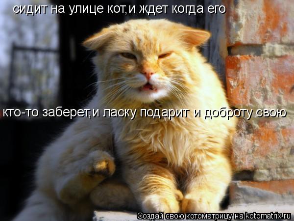 Котоматрица: сидит на улице кот,и ждет когда его    кто-то заберет,и ласку подарит и доброту свою