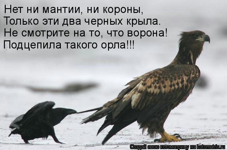 Нет ни мантии, ни короны, Только эти два черных крыла. Не смотрите на то, что ворона! Подцепила тако... Котоматрица: Нет ни мантии, ни короны, Только эти два черных крыла. Не смотрите на то, что ворона! Подцепила такого орла!!!
