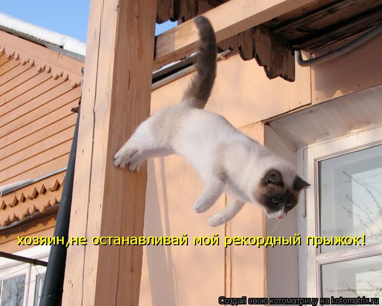 хозяин,не останавливай мой рекордный прыжок! хозяин,не останавливай мой рекордный прыжок!... Котоматрица: хозяин,не останавливай мой рекордный прыжок! хозяин,не останавливай мой рекордный прыжок!