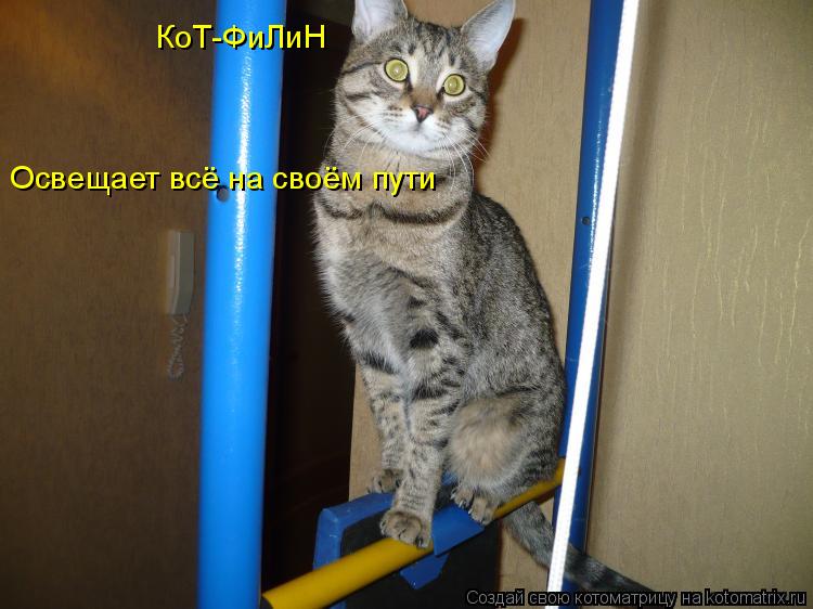 КоТ-ФиЛиН Освещает всё на своём пути... Котоматрица: КоТ-ФиЛиН Освещает всё на своём пути
