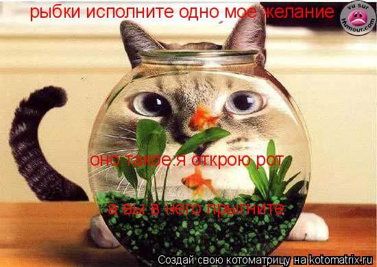 рыбки исполните одно мое желание оно такое:я открою рот а вы в него прыгните... Котоматрица: рыбки исполните одно мое желание оно такое:я открою рот а вы в него прыгните
