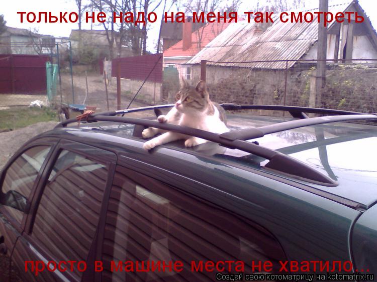 только не надо на меня так смотреть просто в машине места не хватило...... Котоматрица: только не надо на меня так смотреть просто в машине места не хватило...