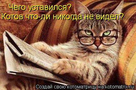 Чего уставился? Котов что-ли никогда не видел?... Котоматрица: Чего уставился? Котов что-ли никогда не видел?