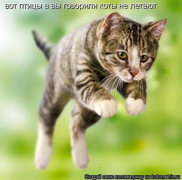 вот птицы а вы говорили коты не летают... Котоматрица: вот птицы а вы говорили коты не летают