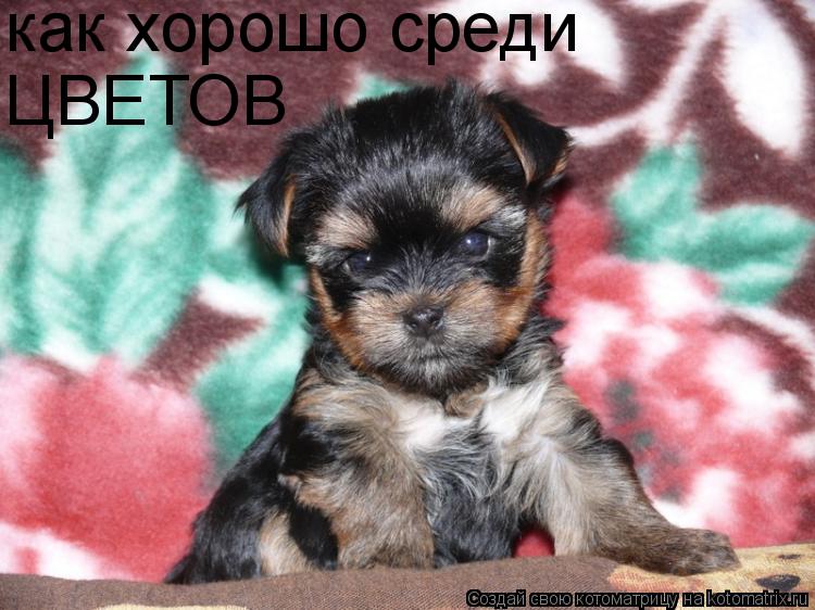 как хорошо среди ЦВЕТОВ... Котоматрица: как хорошо среди ЦВЕТОВ