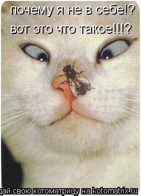 почему я не в себе!? вот это что такое!!!?... Котоматрица: почему я не в себе!? вот это что такое!!!?
