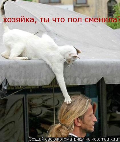 хозяйка, ты что пол сменила?... Котоматрица: хозяйка, ты что пол сменила?