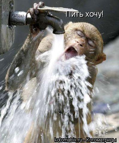 Пить хочу!... Котоматрица: Пить хочу!