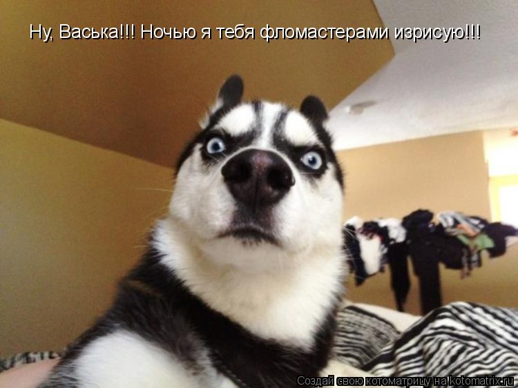 Ну, Васька!!! Ночью я тебя фломастерами изрисую!!!... Котоматрица: Ну, Васька!!! Ночью я тебя фломастерами изрисую!!!
