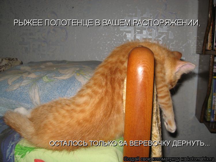 РЫЖЕЕ ПОЛОТЕНЦЕ В ВАШЕМ РАСПОРЯЖЕНИИ, ОСТАЛОСЬ ТОЛЬКО ЗА ВЕРЕВОЧКУ ДЕРНУТЬ...... Котоматрица: РЫЖЕЕ ПОЛОТЕНЦЕ В ВАШЕМ РАСПОРЯЖЕНИИ, ОСТАЛОСЬ ТОЛЬКО ЗА ВЕРЕВОЧКУ ДЕРНУТЬ...