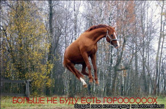БОЛЬШЕ НЕ БУДУ ЕСТЬ ГОРООООООХ... Котоматрица: БОЛЬШЕ НЕ БУДУ ЕСТЬ ГОРООООООХ
